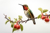 Hummingbird animal branch beak. 