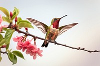 Hummingbird blossom animal branch. 