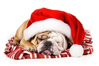 Bulldog christmas sleeping mammal. AI generated Image by rawpixel.