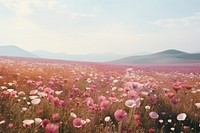 Landscape flower field outdoors. 