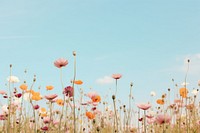 Flower landscape outdoors. 