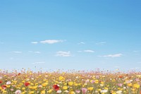 Flower field landscape. 