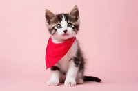 Bandana mammal kitten animal. 