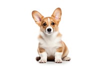 Mammal animal puppy dog. AI generated Image by rawpixel.