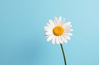 Flower daisy petal plant. AI generated Image by rawpixel.