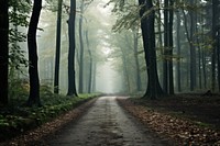 Forest fog landscape outdoors. 