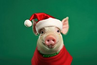 Pig christmas portrait mammal. 