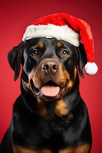 Rottweiler christmas portrait mammal. AI generated Image by rawpixel.