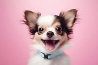 Puppy papillon portrait mammal. AI generated Image by rawpixel.