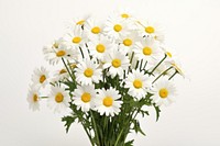 Flower daisy plant white. AI generated Image by rawpixel.