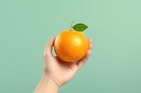 Holding orange fruit plant. 