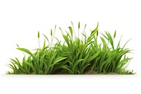 Grass plant green herbs. AI generated Image by rawpixel.