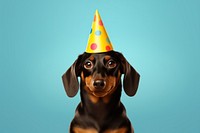 Dachshund birthday animal mammal. AI generated Image by rawpixel.