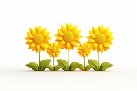 Sunflower plant petal white background. 