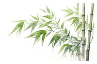 Bamboo plant white background freshness. 