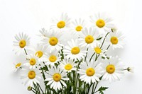 Daisy flower plant white. 