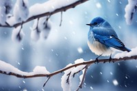 Snow bird perching outdoors. 