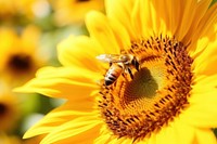 Sunflower bee insect animal. 