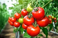 Vegetable tomato fruit plant. 