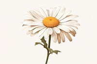 Daisy flower plant white. 