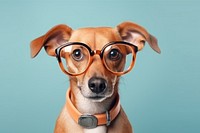 Glasses dog mammal animal. 