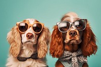 Glasses dog sunglasses spaniel. 