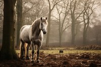 Horse outdoors animal mammal. 