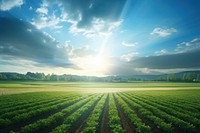 Farm landscape sunlight outdoors. 