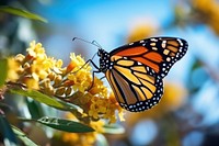Butterfly monarch flower insect. AI generated Image by rawpixel.