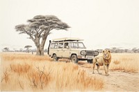 Safari car outdoors vehicle. 