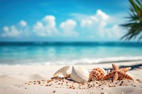 Summer beach seashell outdoors. 