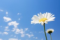 Daisy sky outdoors blossom. 