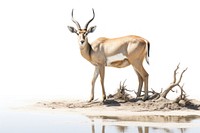Wildlife animal mammal outdoors. AI generated Image by rawpixel.