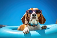 Sunglasses beagle dog swimming. 