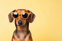 Sunglasses dog mammal animal. 