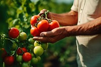 Tomato vegetable gardening outdoors. 