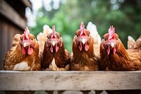 Chicken poultry animal bird. AI generated Image by rawpixel.