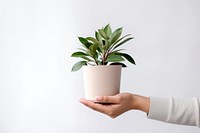 Plant holding leaf hand. AI generated Image by rawpixel.