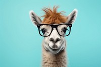 Glasses animal mammal alpaca. AI generated Image by rawpixel.