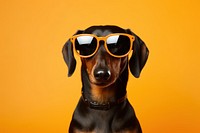 Sunglasses dachshund mammal animal. 