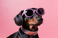 Sunglasses dachshund mammal animal. 