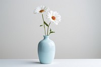 Daisy vase flower plant. 