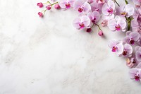 Flower backgrounds blossom orchid. AI generated Image by rawpixel.
