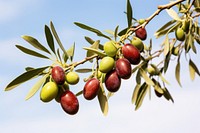 Plant olive fruit tree. 