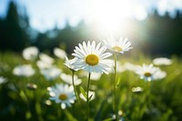 Daisy outdoors blossom nature. 