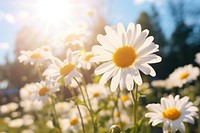 Daisy sunlight outdoors blossom. 