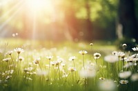 Summer landscape grassland sunlight. 