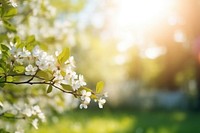 Sunlight outdoors blossom flower