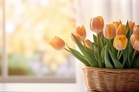 Tulip flower basket plant. 