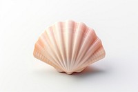 Seashell clam white background invertebrate. 